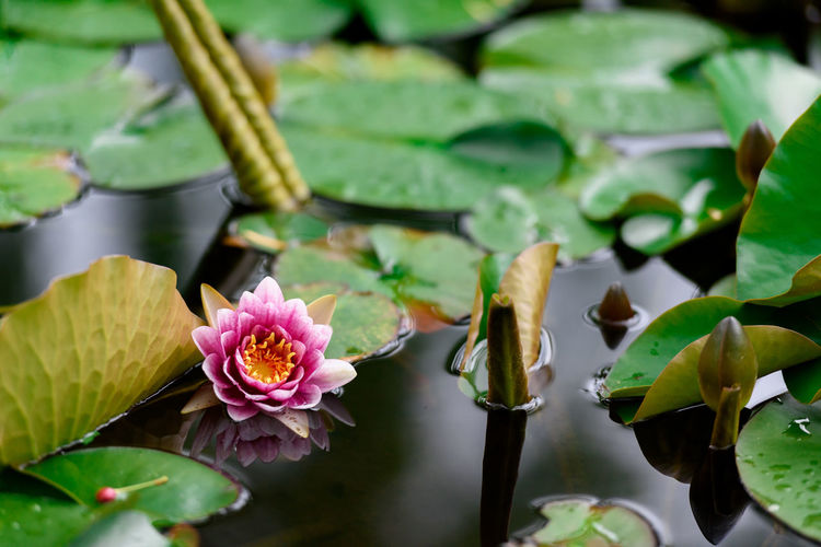 An image of a water lily flower that blooms quietly on the surface of the water.