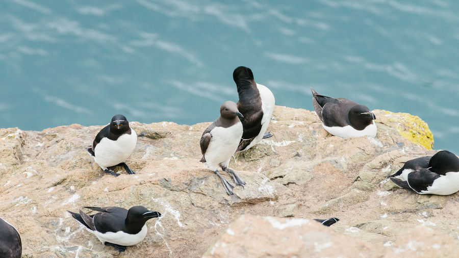 Group of seabirds standing on the cliffs of skomer island in pembrokeshire, west wales uk.