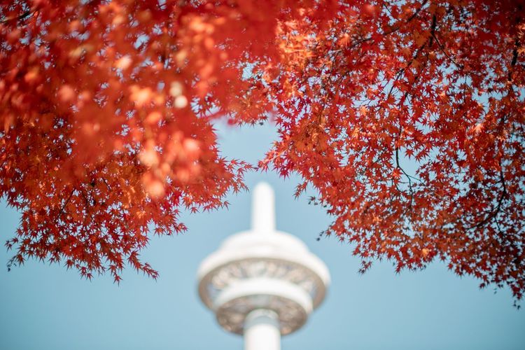 Low angle view of trees and building against sky
