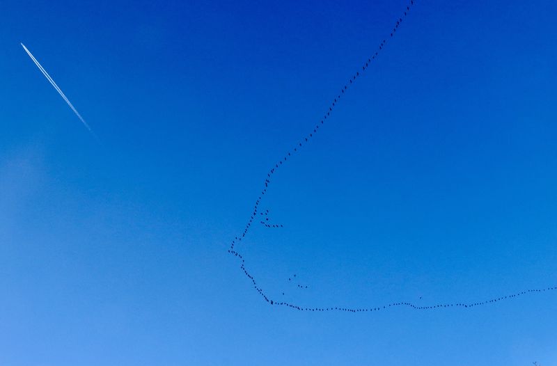 Low angle view of birds flying against blue sky