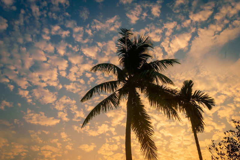 Coconut palm tree in winter seasonal theme sunrise sky. palm tree in silhouette by sunlight. 