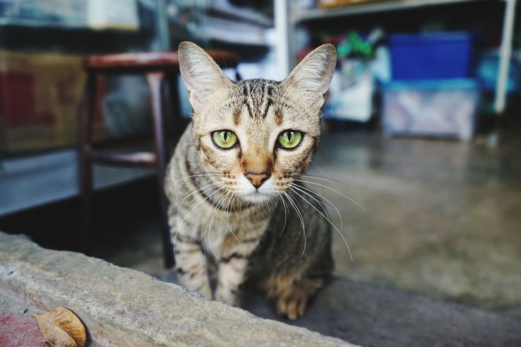 Close-up portrait of cat