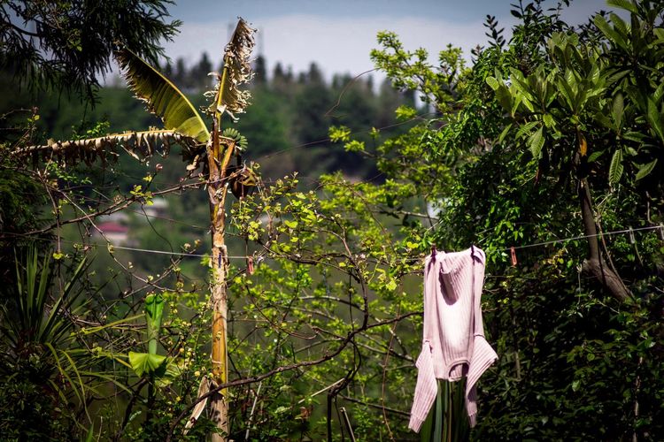 Low angle view of clothes hanging on plant against trees