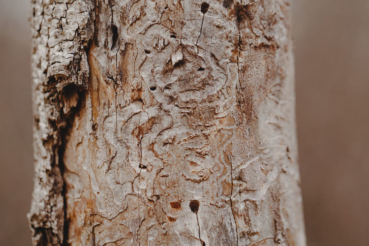 Natural wooden texture background. closeup macro of old aged tree bark. abstract oak tree nature 
