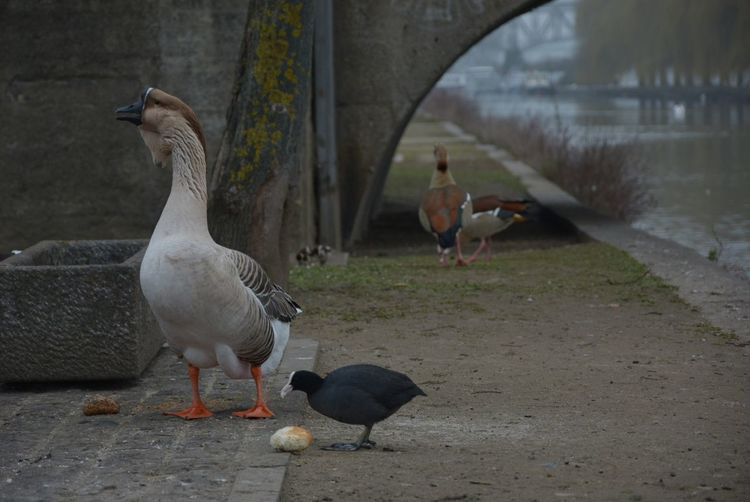 Birds at riverbank against wall
