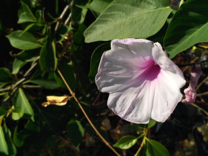 Close-up of flower