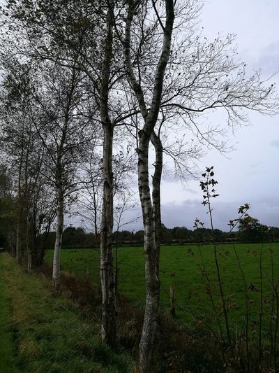 Bare tree in field