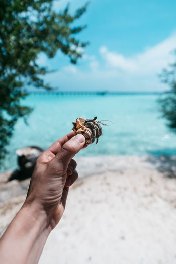 Close-up of hand holding hermit crab on beach against sky