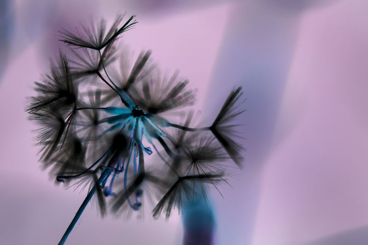 Low angle view of dandelion on plant