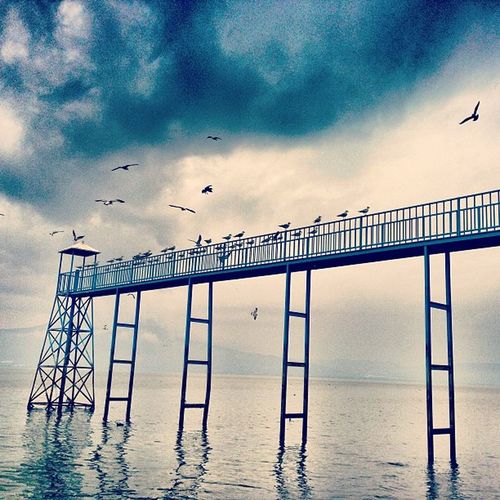 Seagull flying over pier