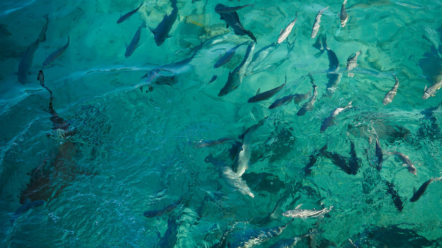 High angle view of bany shark swimming among school of fish abstract business opportunities