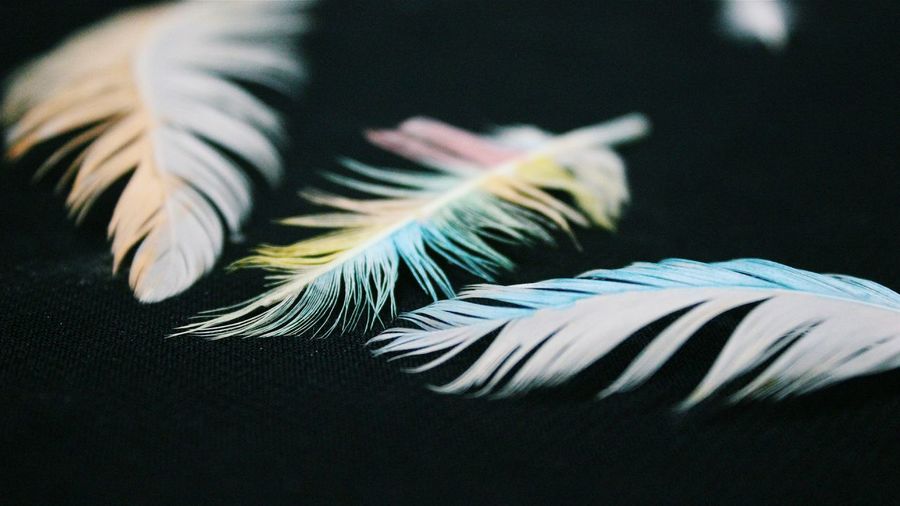 Close-up of colorful feathers over black background