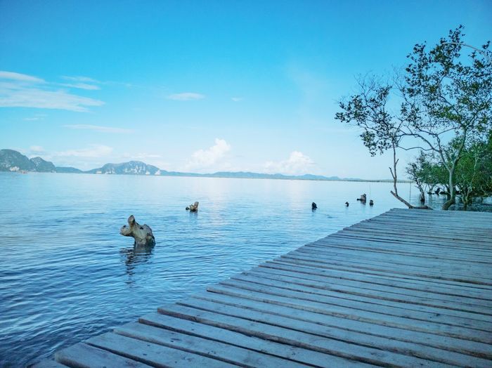 Birds swimming in lake against blue sky