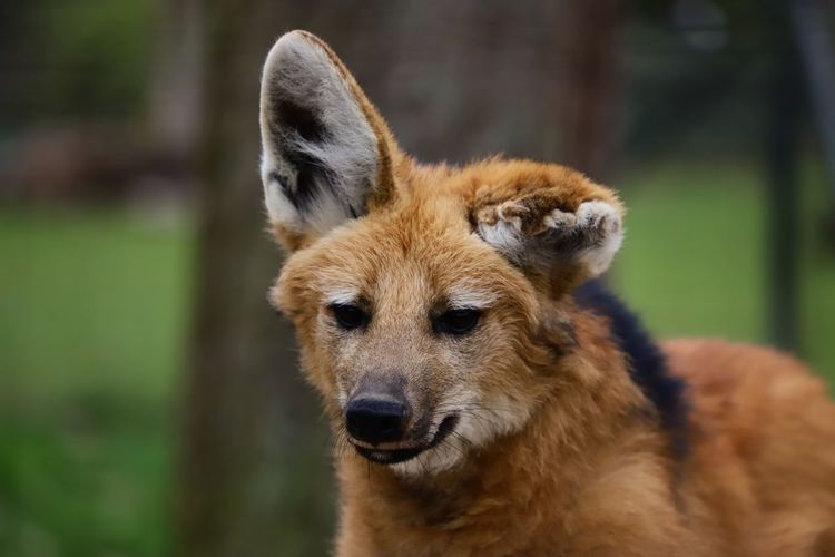 Close-up of a maned wolf looking away