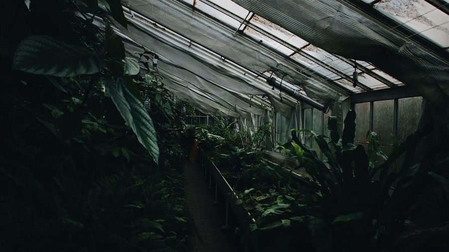 Plants in greenhouse
