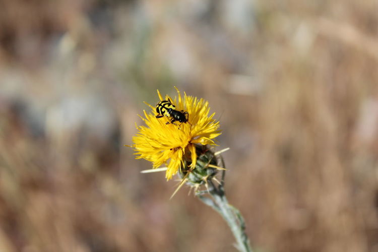 Close-up of bee on yellow flower