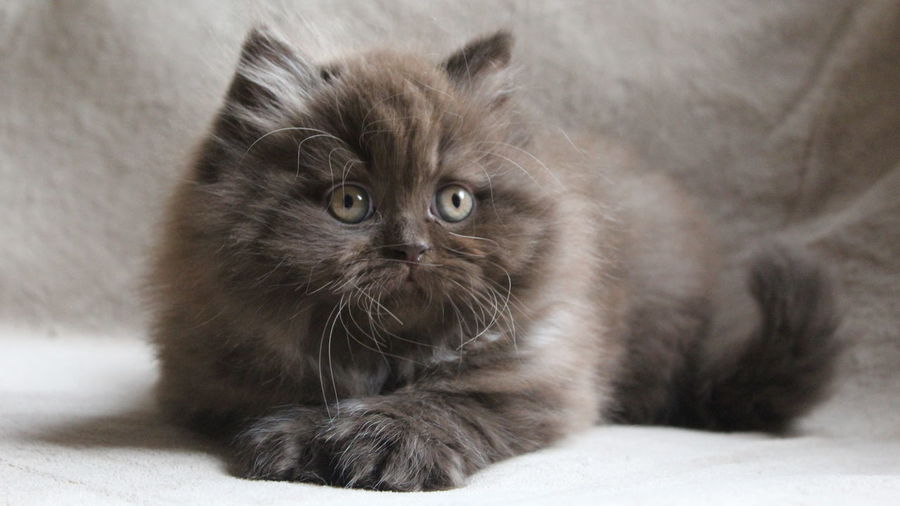 Close-up of british longhair kitten looking away while lying on bed at home