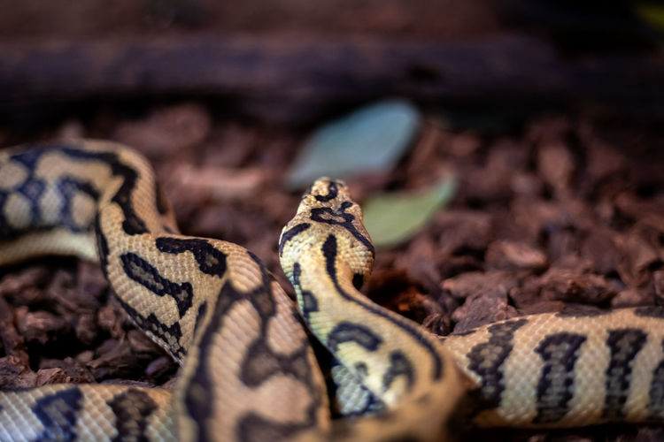 Close-up of snake on rocks