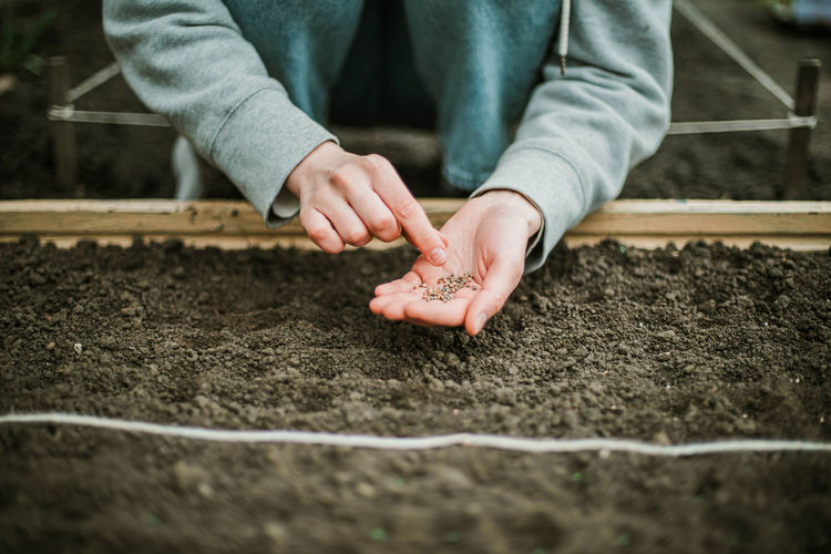 Gardener sowing seeds in a vegetable bed
