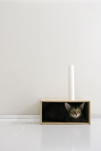 Close-up of object over white background