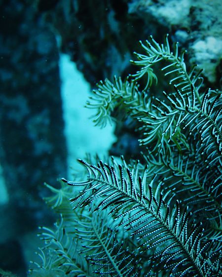 Plants growing underwater in sea