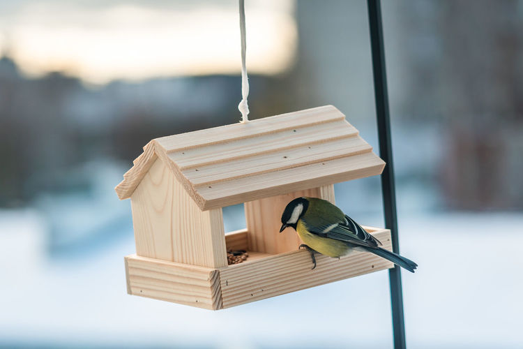 Close-up of a great tit perching on a bird feeder