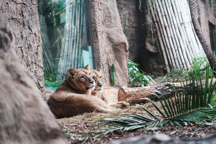 Lions relaxing on tree trunk in zoo