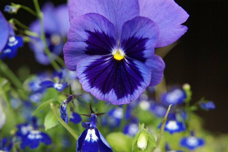 Close-up of purple pansies blooming outdoors