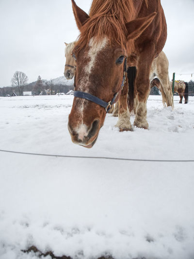 Horse on snow covered field against sky