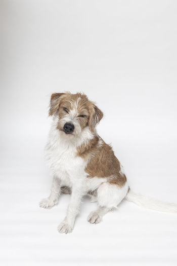 Portrait of a dog against white background