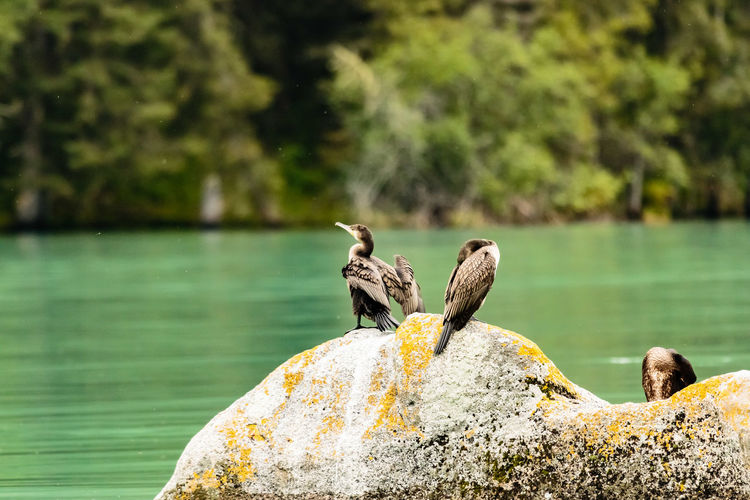 Three cormorants perching on a rock