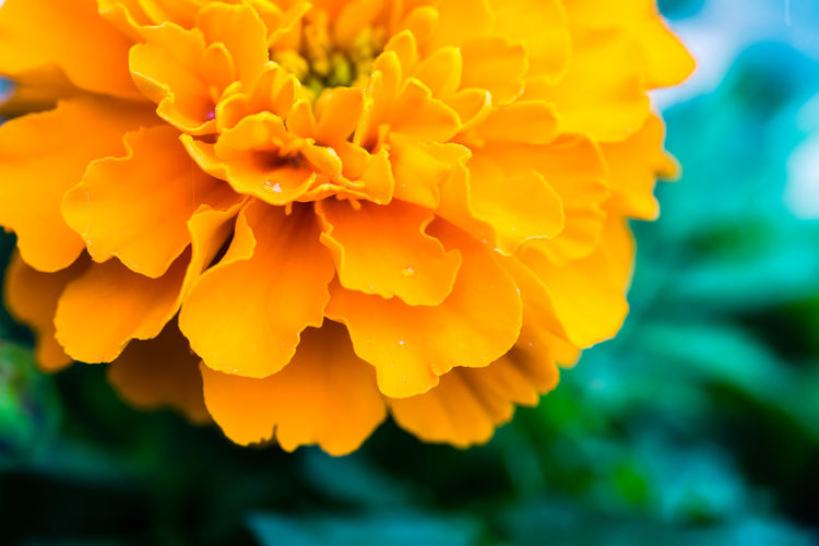 Close-up of marigold booming in park