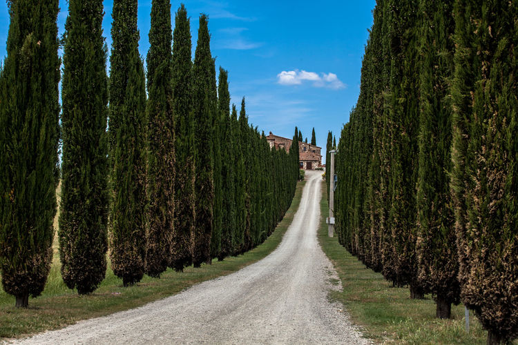 Empty country road along cyprus trees