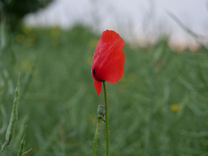 Close-up of red poppy flower on field