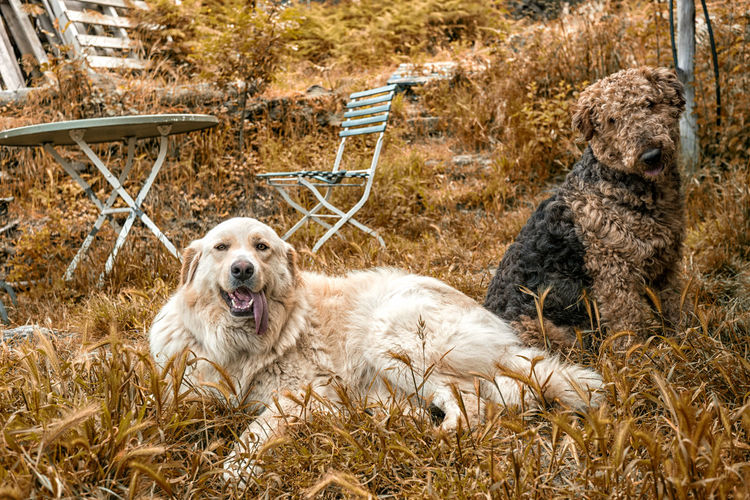 View of golden retriever relaxing on land