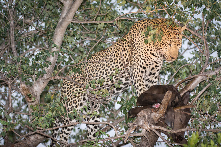 Leopard with dead  animal in tree