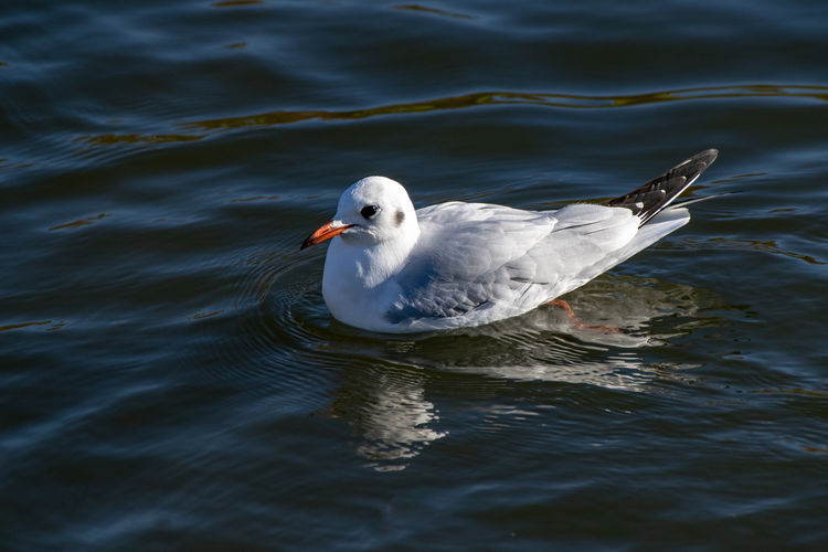 Black headed gull with winter plumage