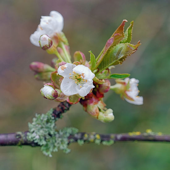 Close-up of cherry blossom on plant