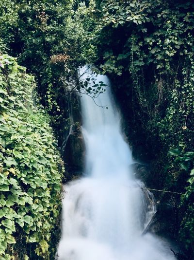 Scenic view of waterfall in forest