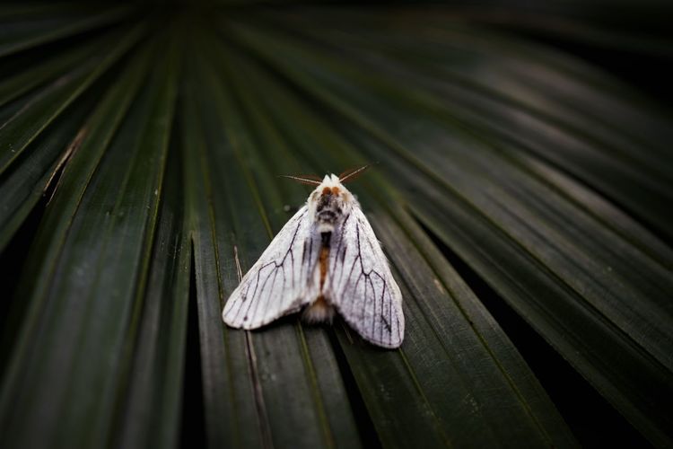 Close-up of moth insect on palm leaf