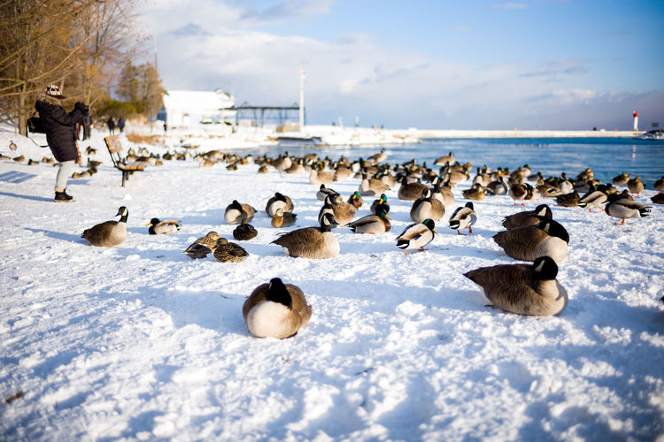 Flock of birds in snow