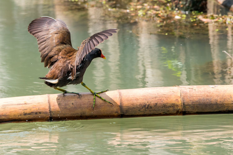 Bird perching on wood over lake
