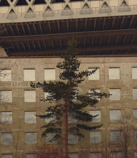 Low angle view of tree against building