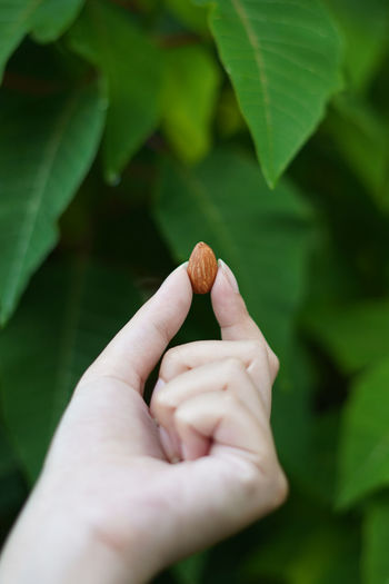 Close-up of hand holding almond