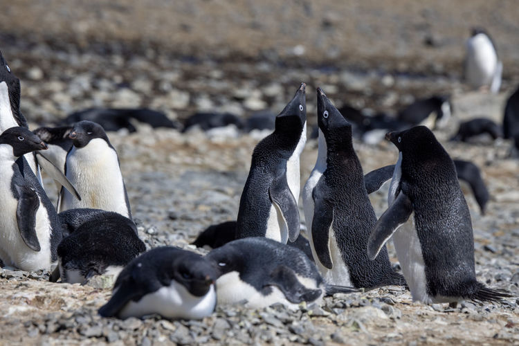 Penguins on field