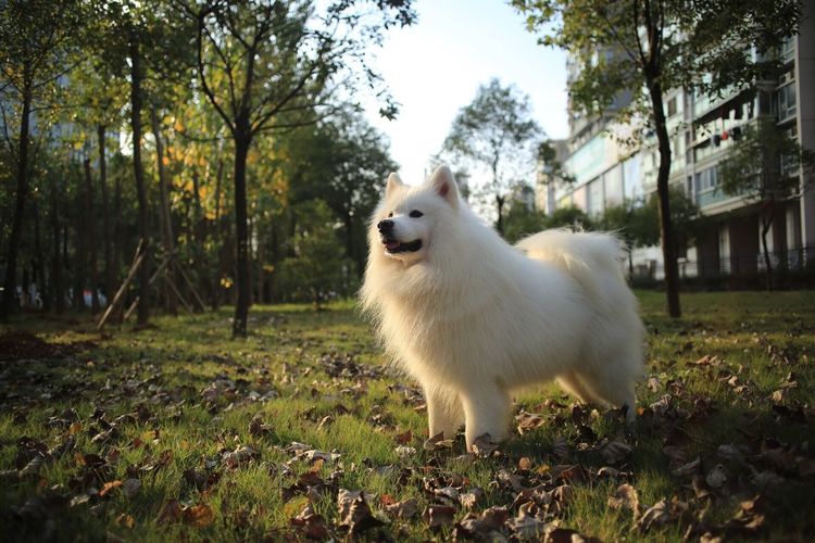 Samoyed standing on grassy field in park during sunny day
