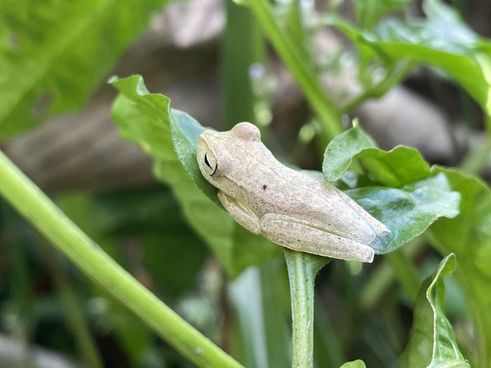 Close-up of a lizard on leaf
