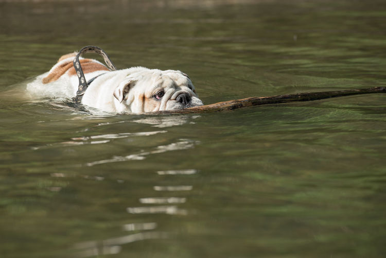 Dog in a lake