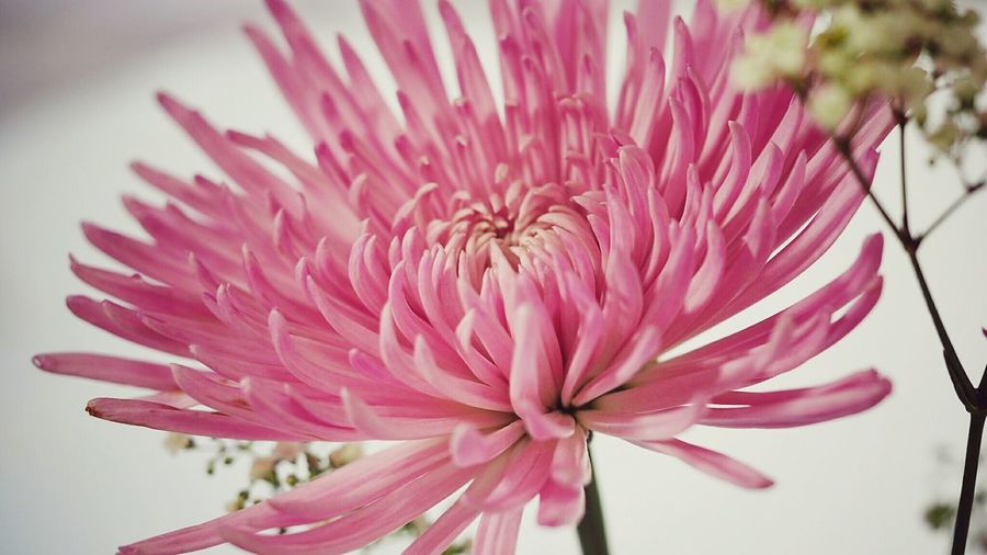 Close-up of pink chrysanthemum blooming outdoors