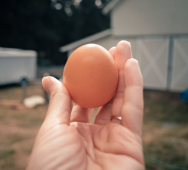Close-up of hand holding egg